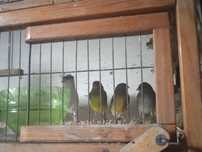 Продаются канарейки
