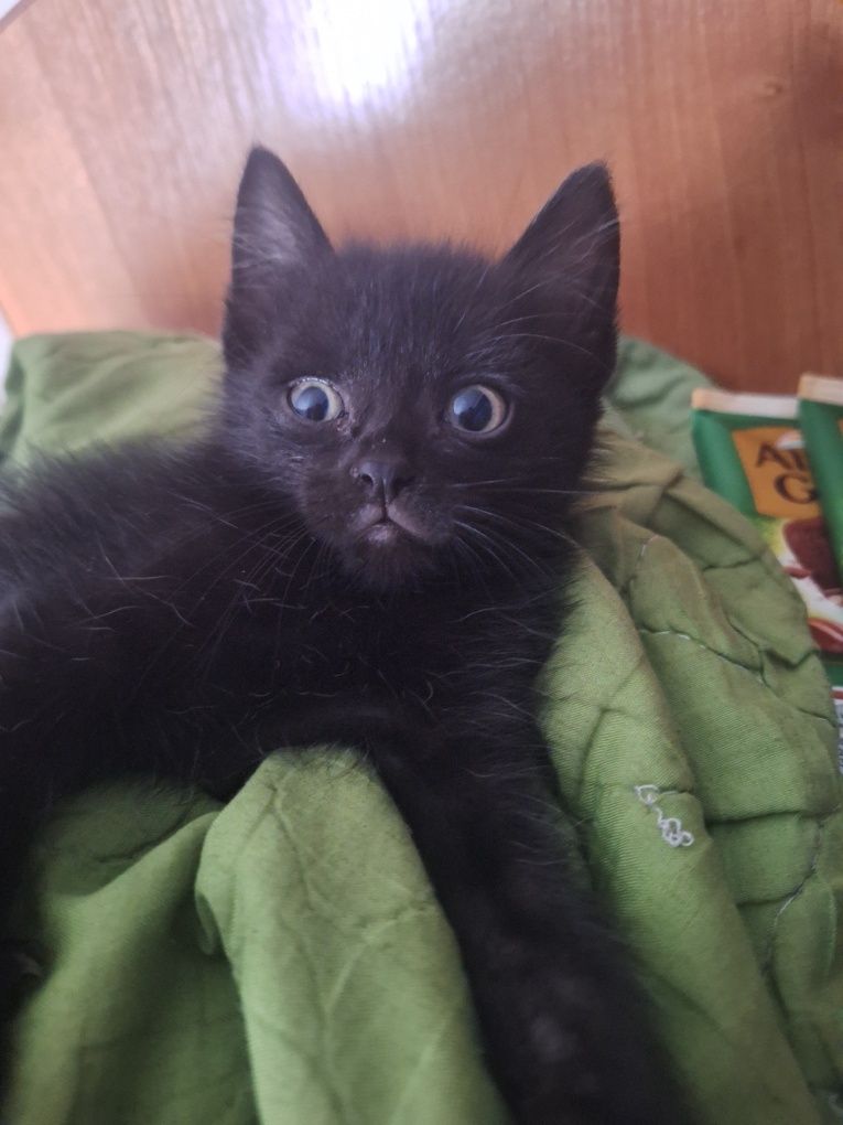 отдам котят в хорошие руки