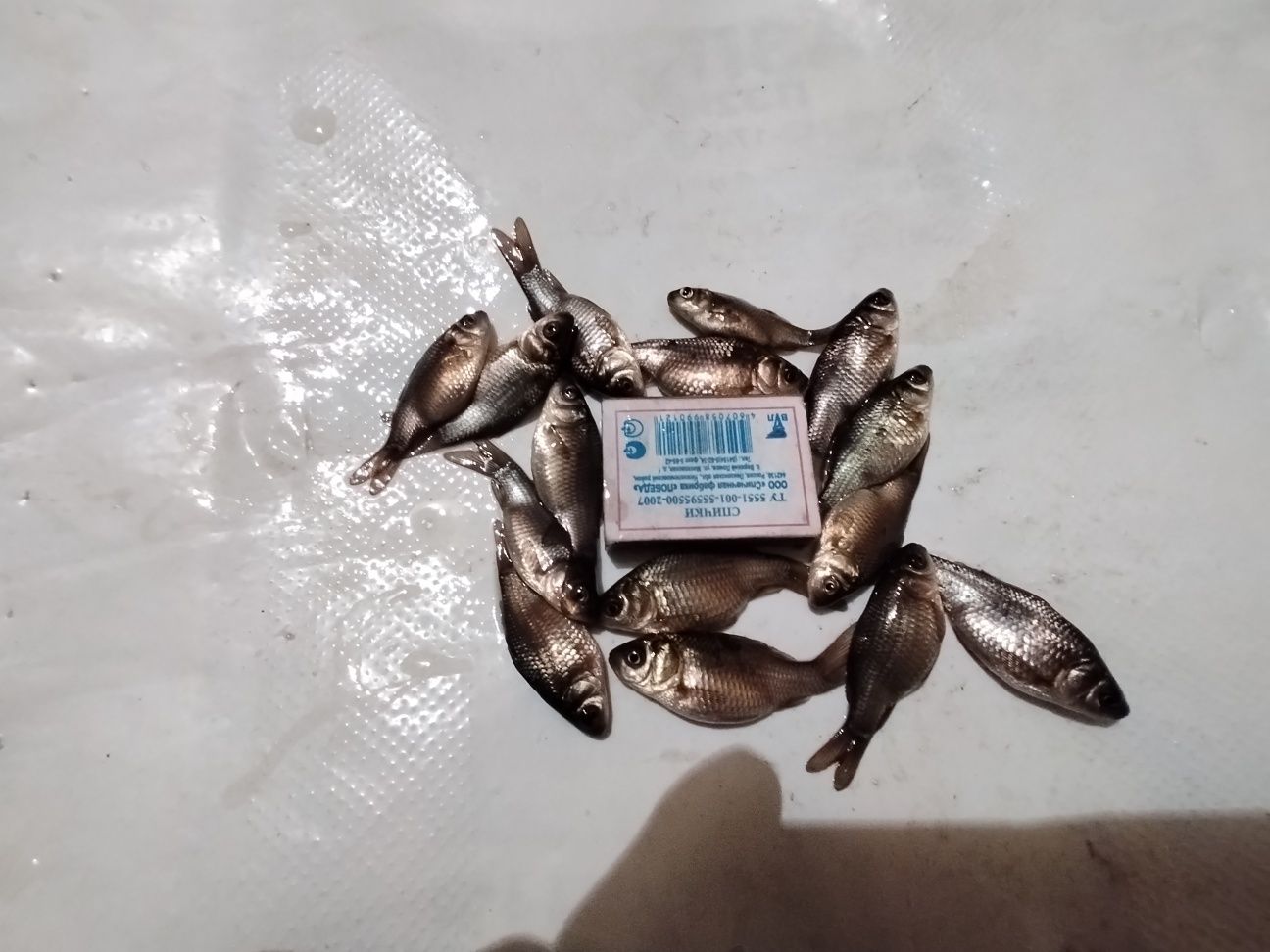 Продам малька, карась