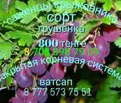 Жёлтая слива, груши, яблоки, кабачки редька черная огурцы, саженцы клу
