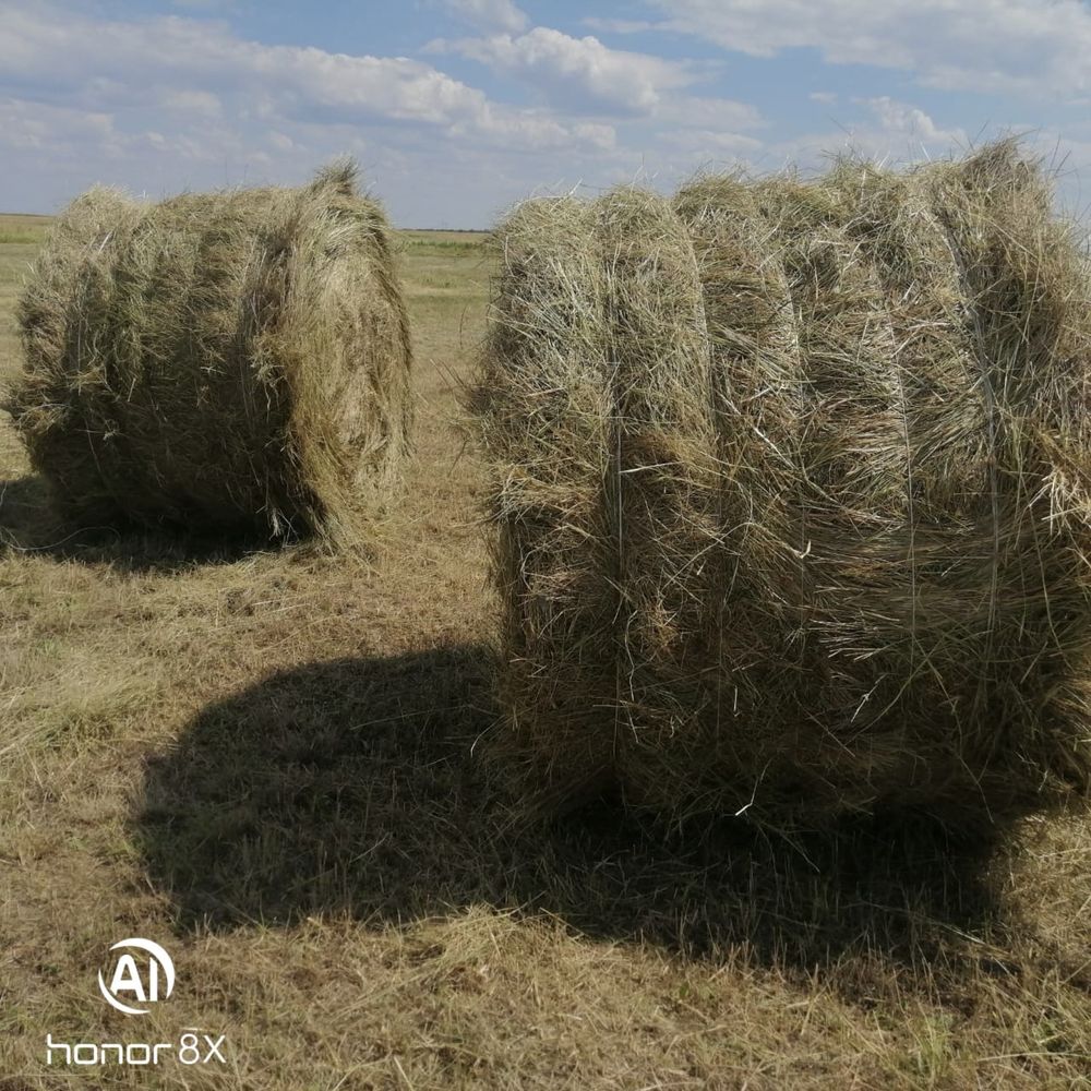 Продам сено в рулонах
