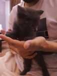 Котёнок бесплатно
