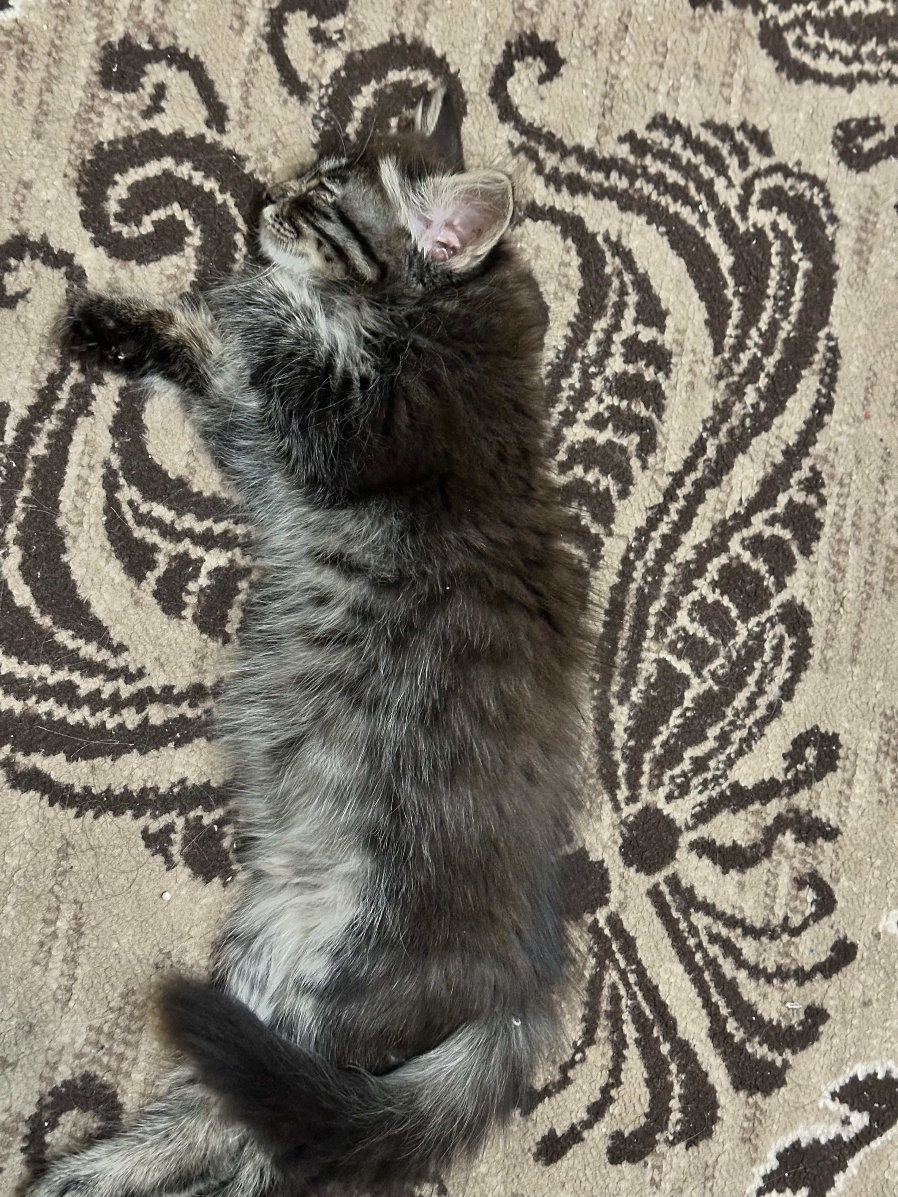 Котенок отдам в добрые руки