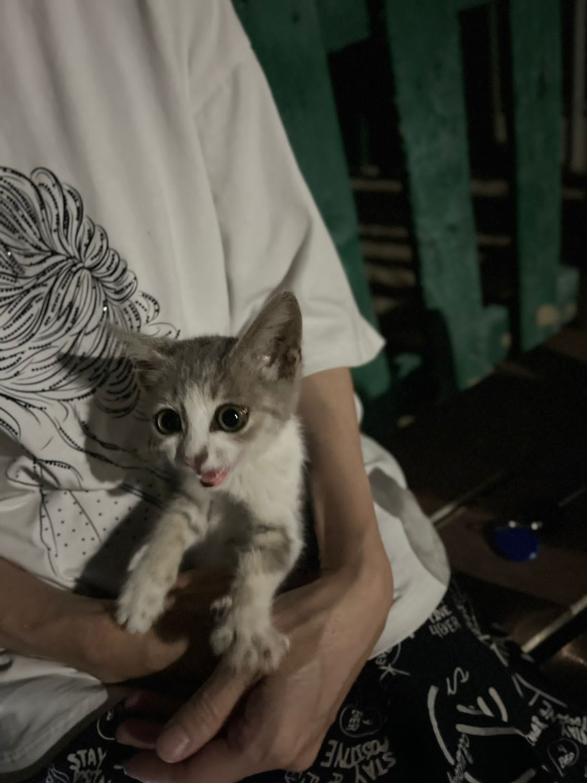 Бесплатно кошка добрые руки отдам
