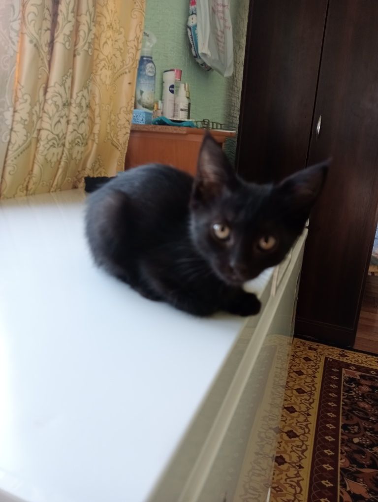 котëнок девачка чëрная
