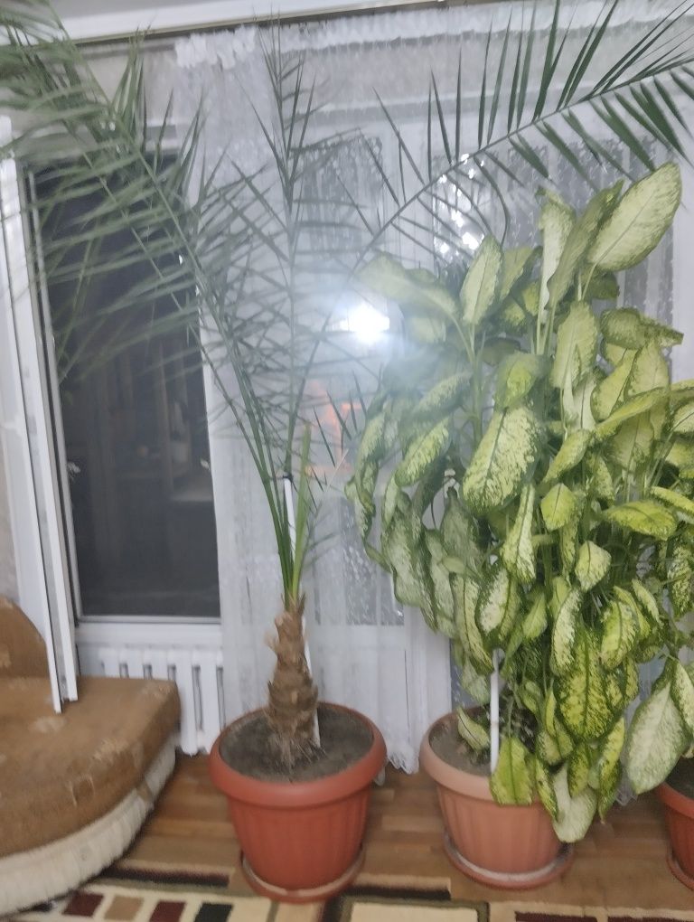 Продам срочно цветы