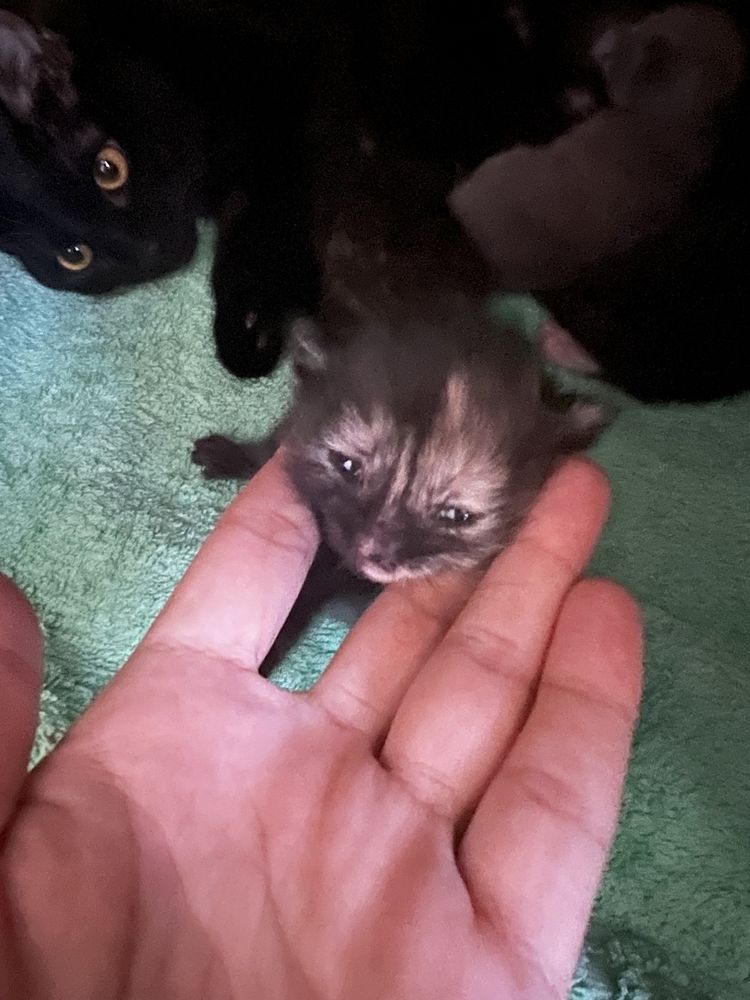Кошки