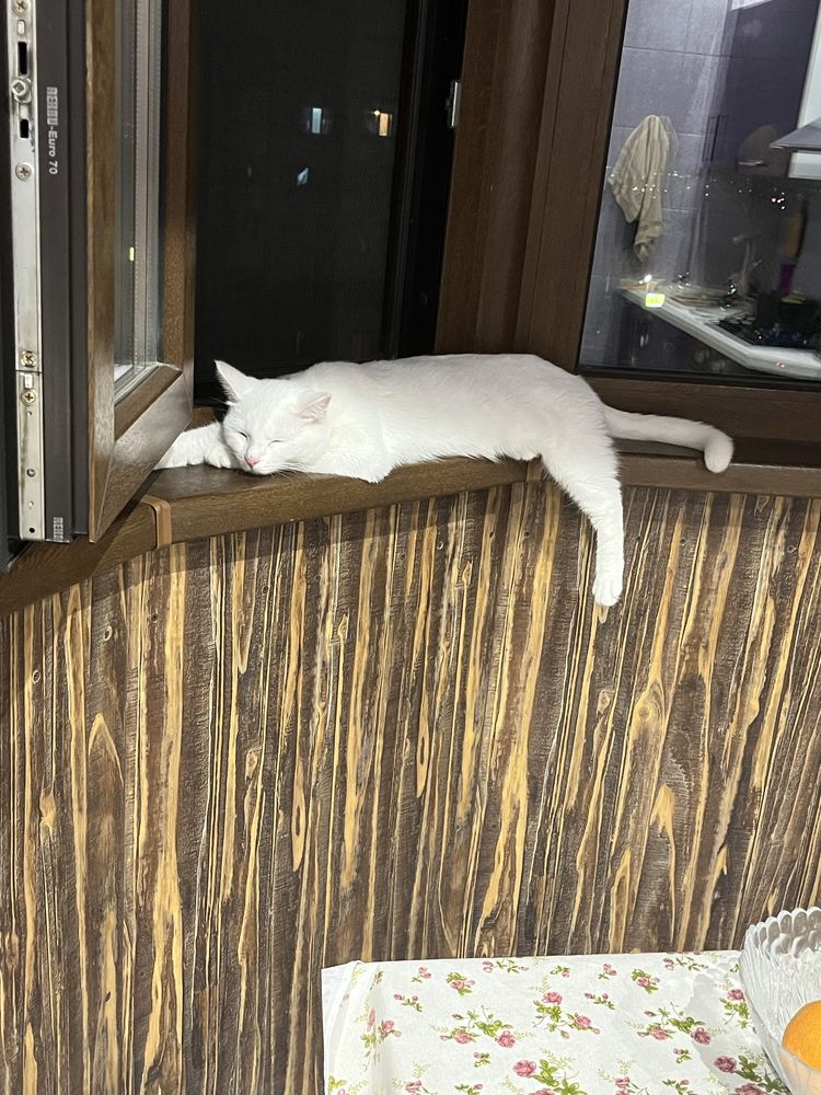 Белая кошечка подросток