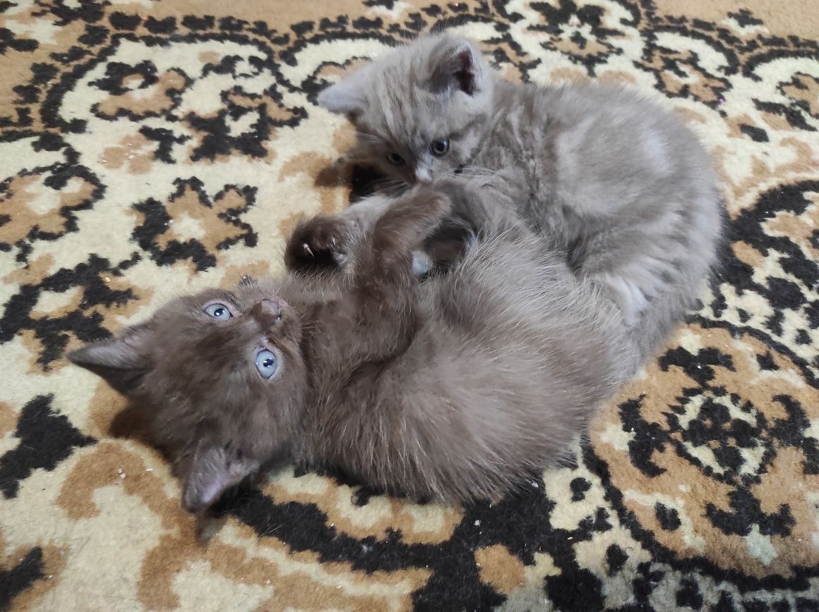 Котята очень игривые