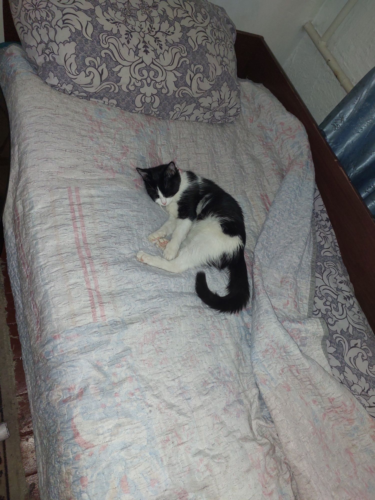 Отдам котят, 1 год всем троим бесплатно