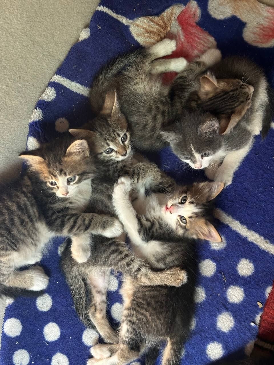 Отдам котят в хорошие руки