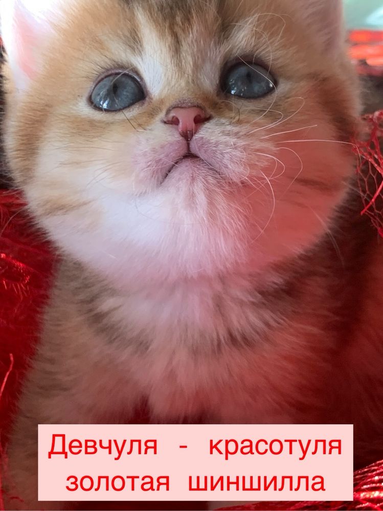 Продам котят золотых и серебрянных шиншиллок