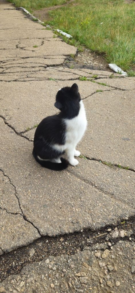 Бесплатно пристраивается котик