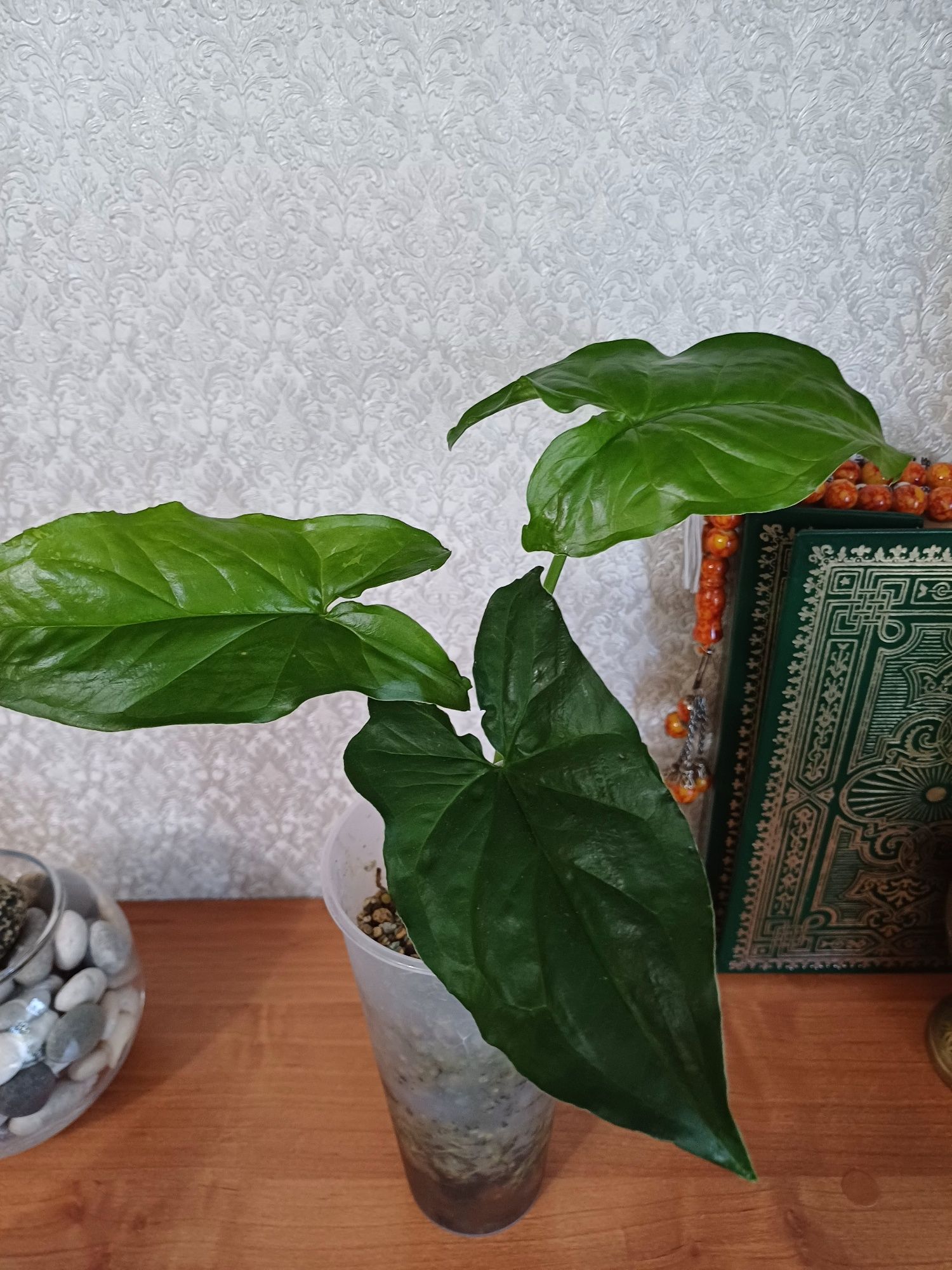 Красивые комнатные цветы