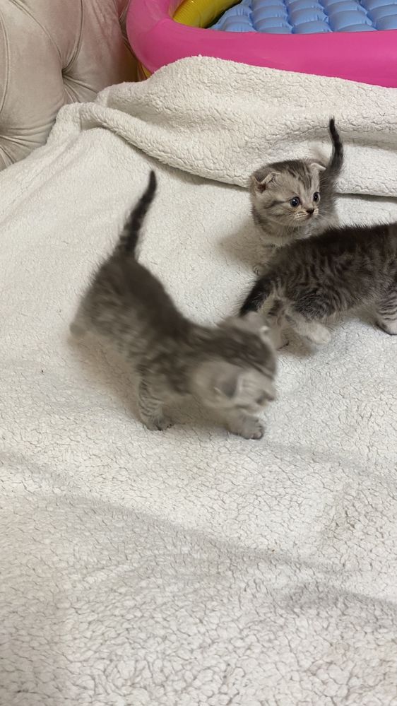 Пародистый котяти