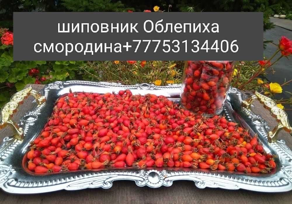 Шиповник Облепиха смородина ягоды жидектер көкөністер жемістер қарақат