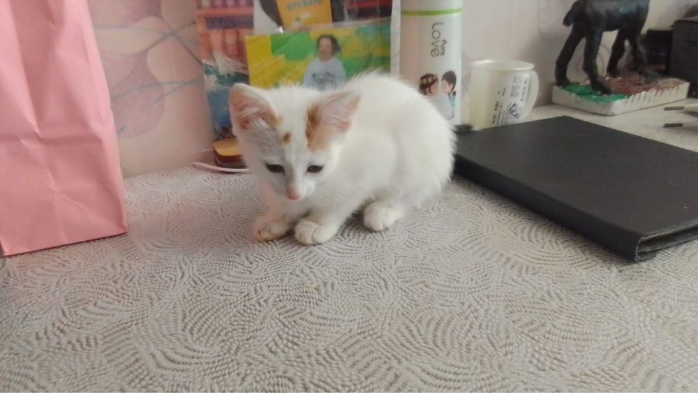 Отдам очень красивых котят в любщие и отвественные руки!