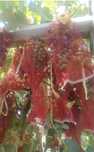 Продам сетки для винограда