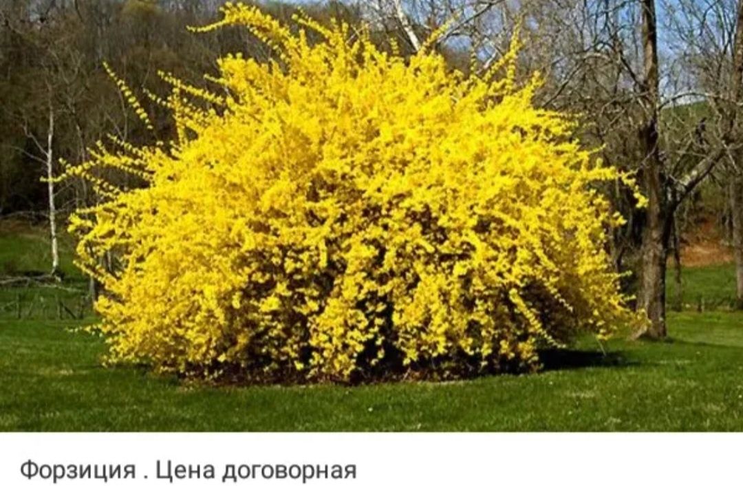Продам  королевские  герани,ангелы,плющелистные, зональные.