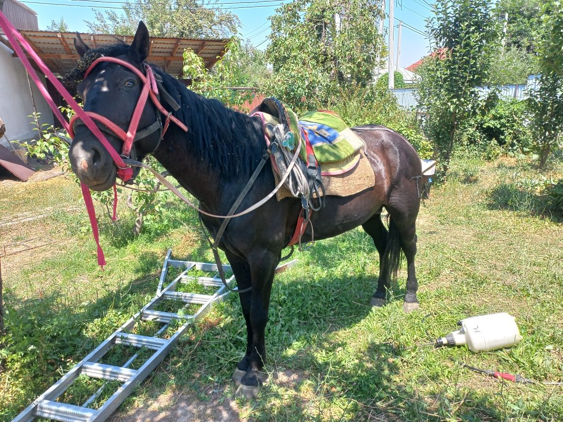 Продам ездового жеребца.