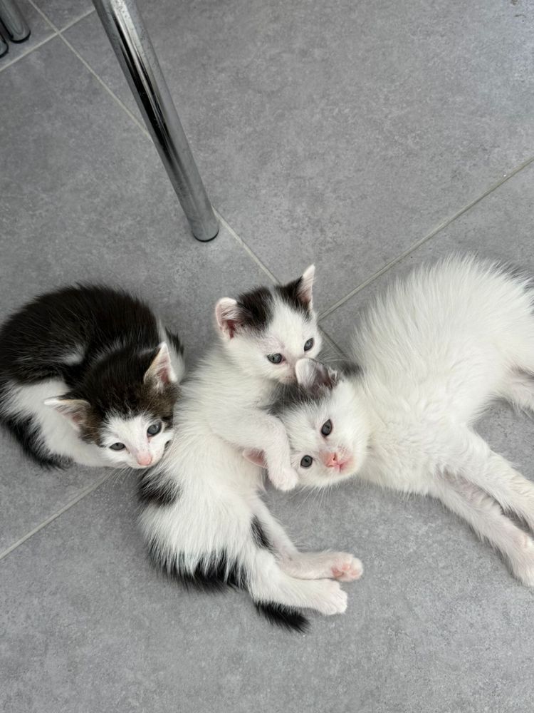 Котенок, котята ищут семью