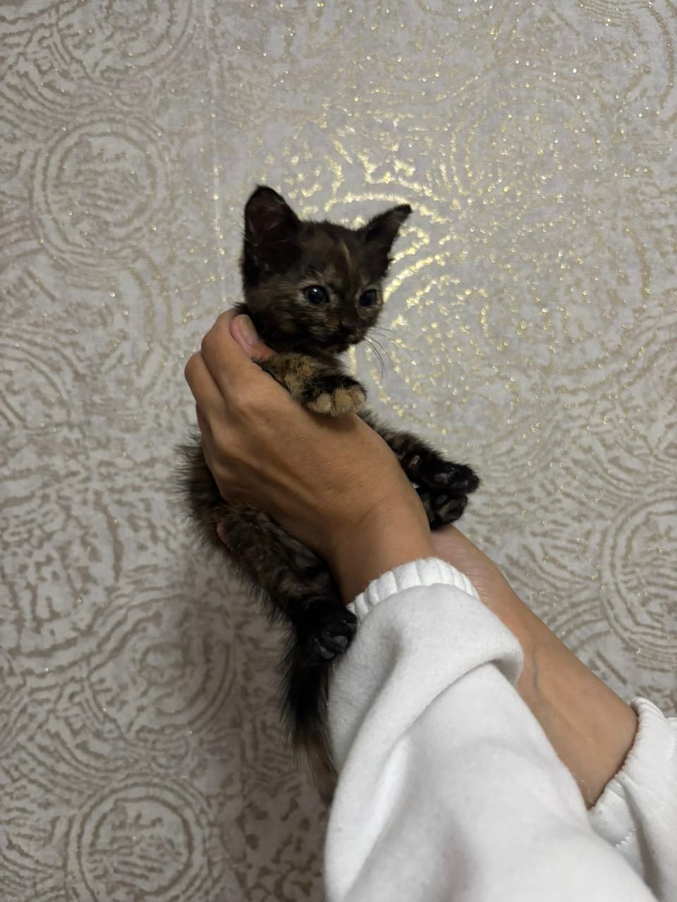 Отдам котёнка в хорошие руки