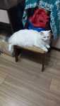 Кошка передержка