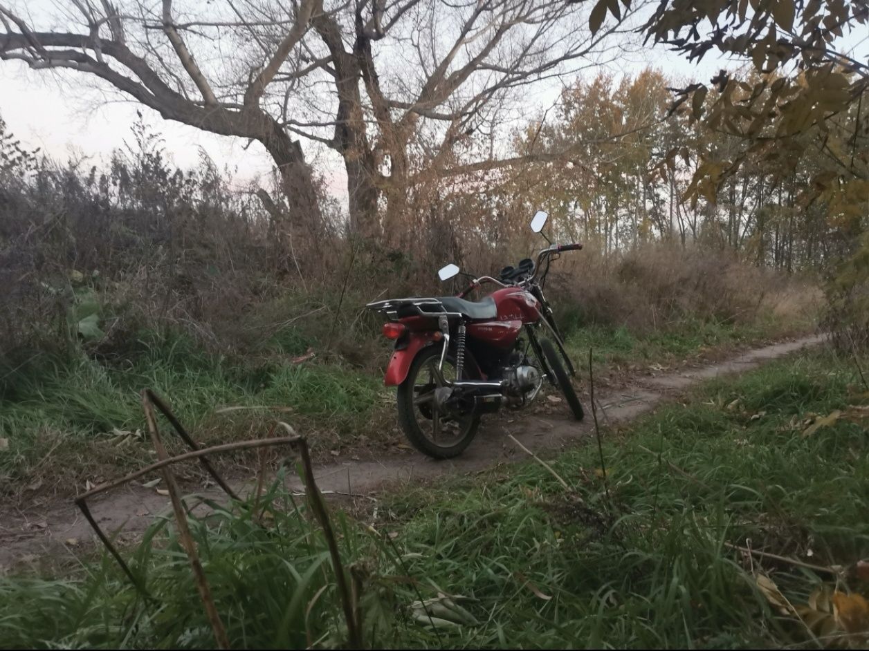 Alpha 125      .
