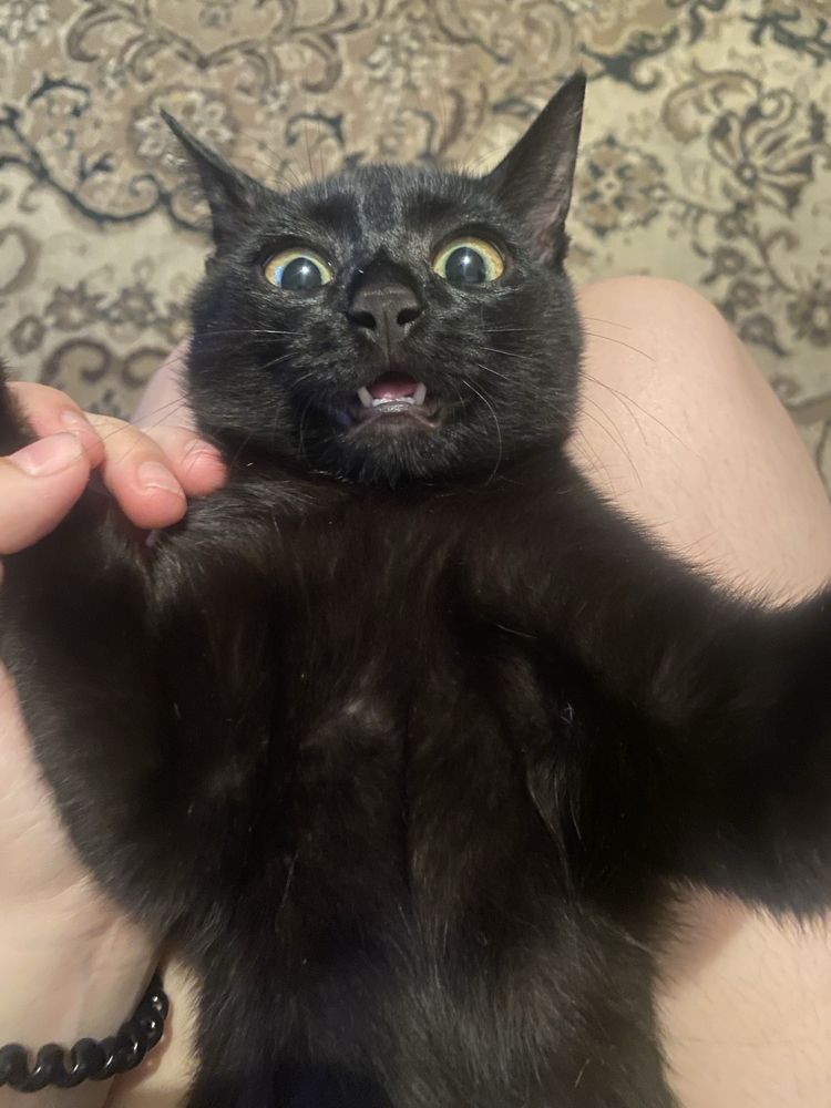 Отдаем котенка в добрые руки