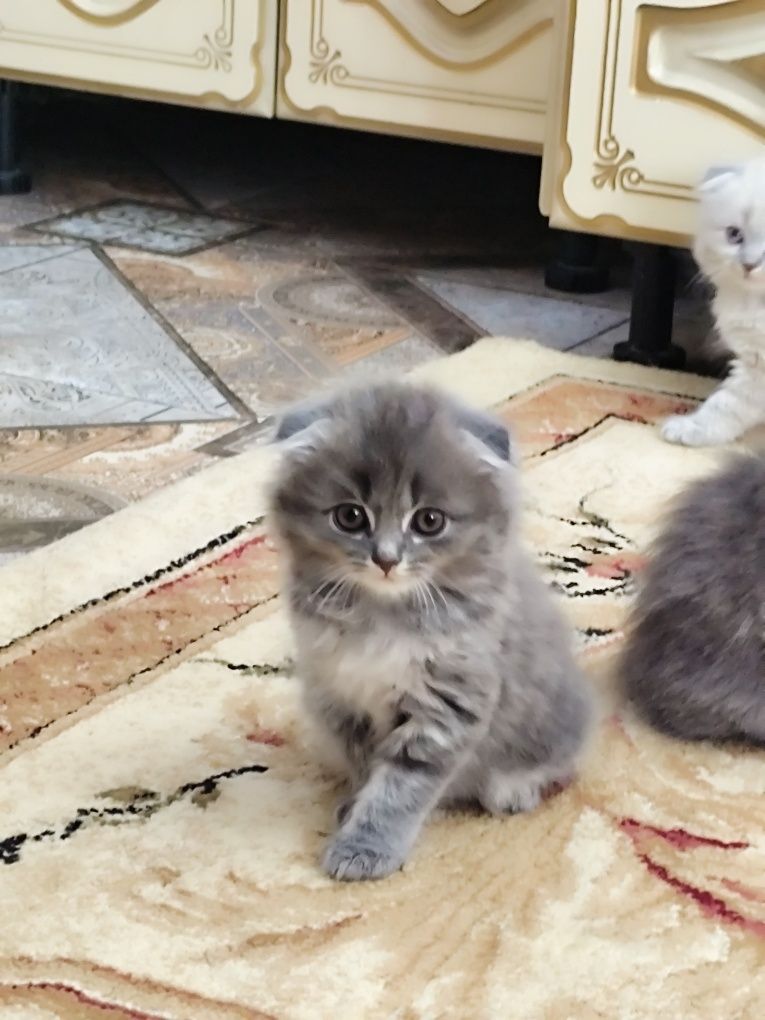 Котята пародистые