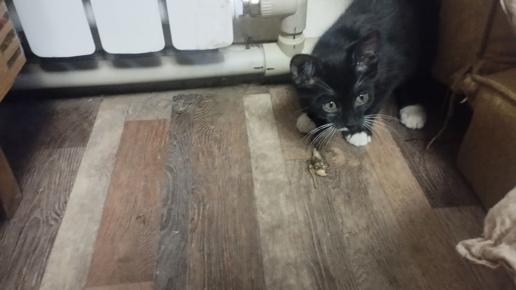 Котёнок. Девочка. Чистоплотная