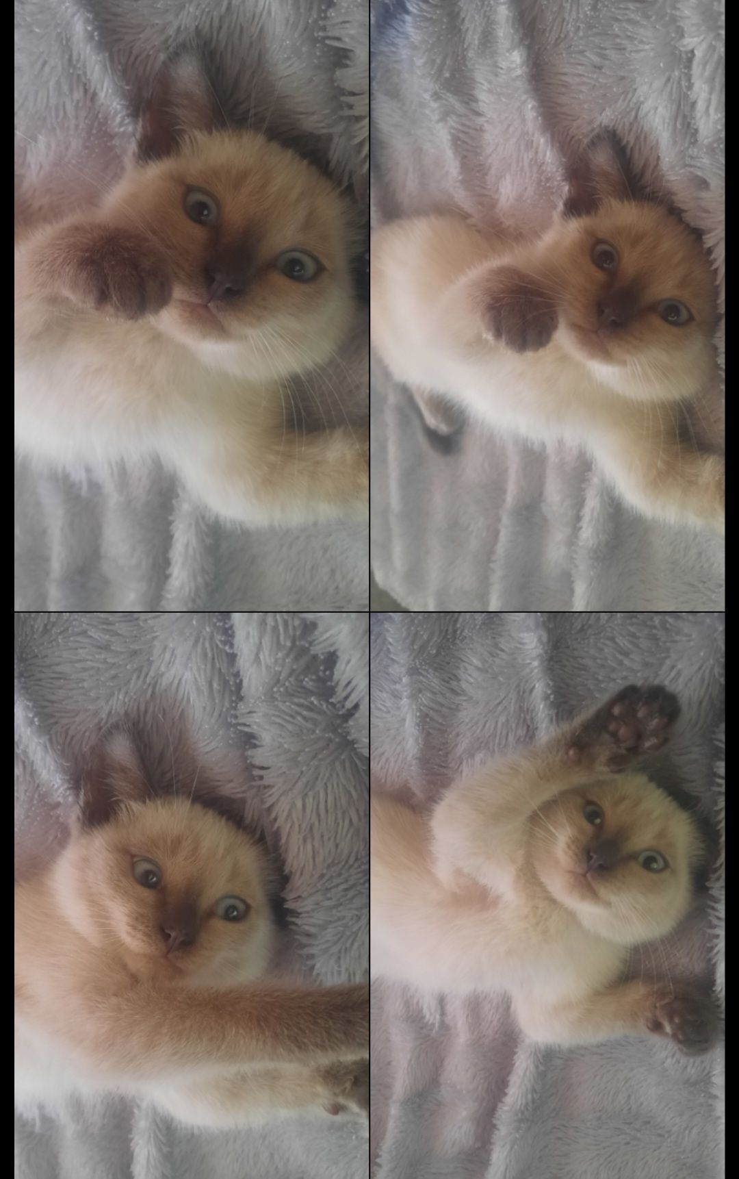 Котёнок.                    .