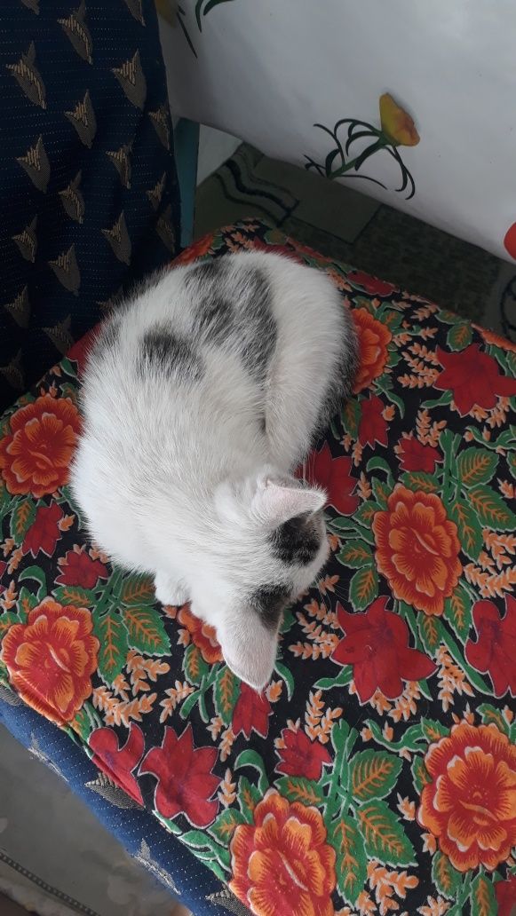 Котенок девочка 4месяца, домашний, наш адрес Сайрам центр