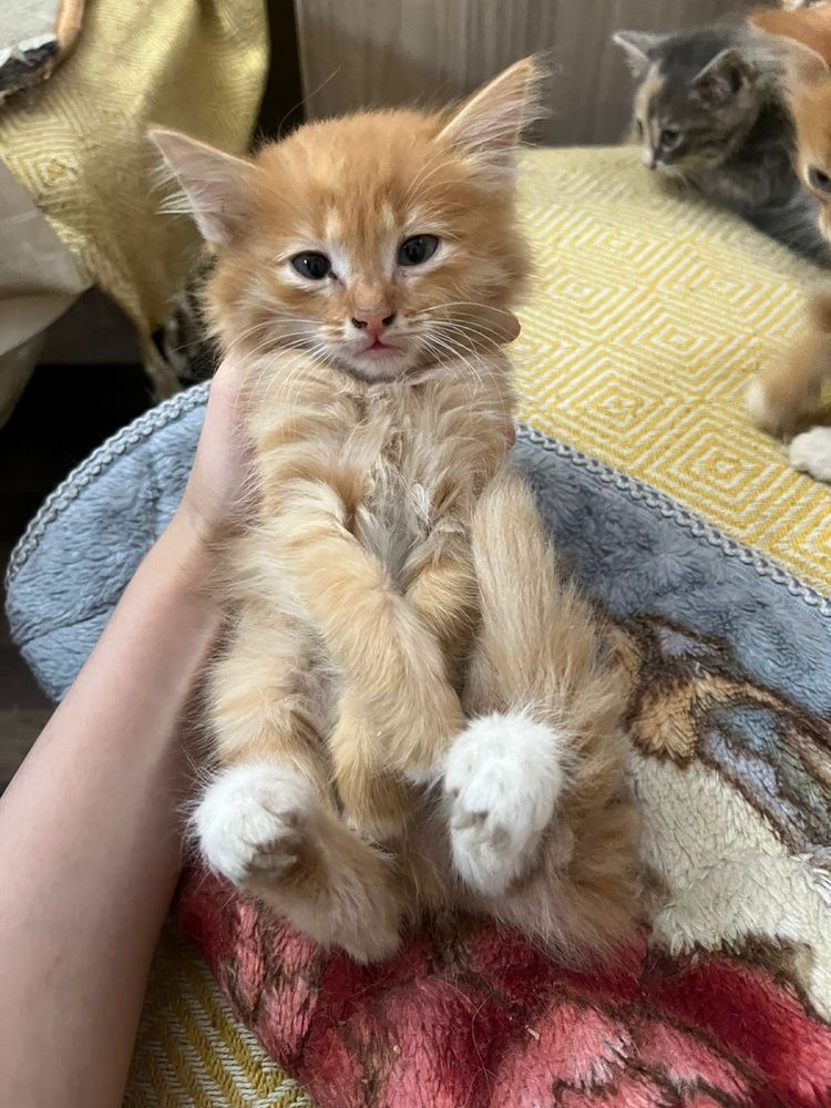 Котята 2 месяца