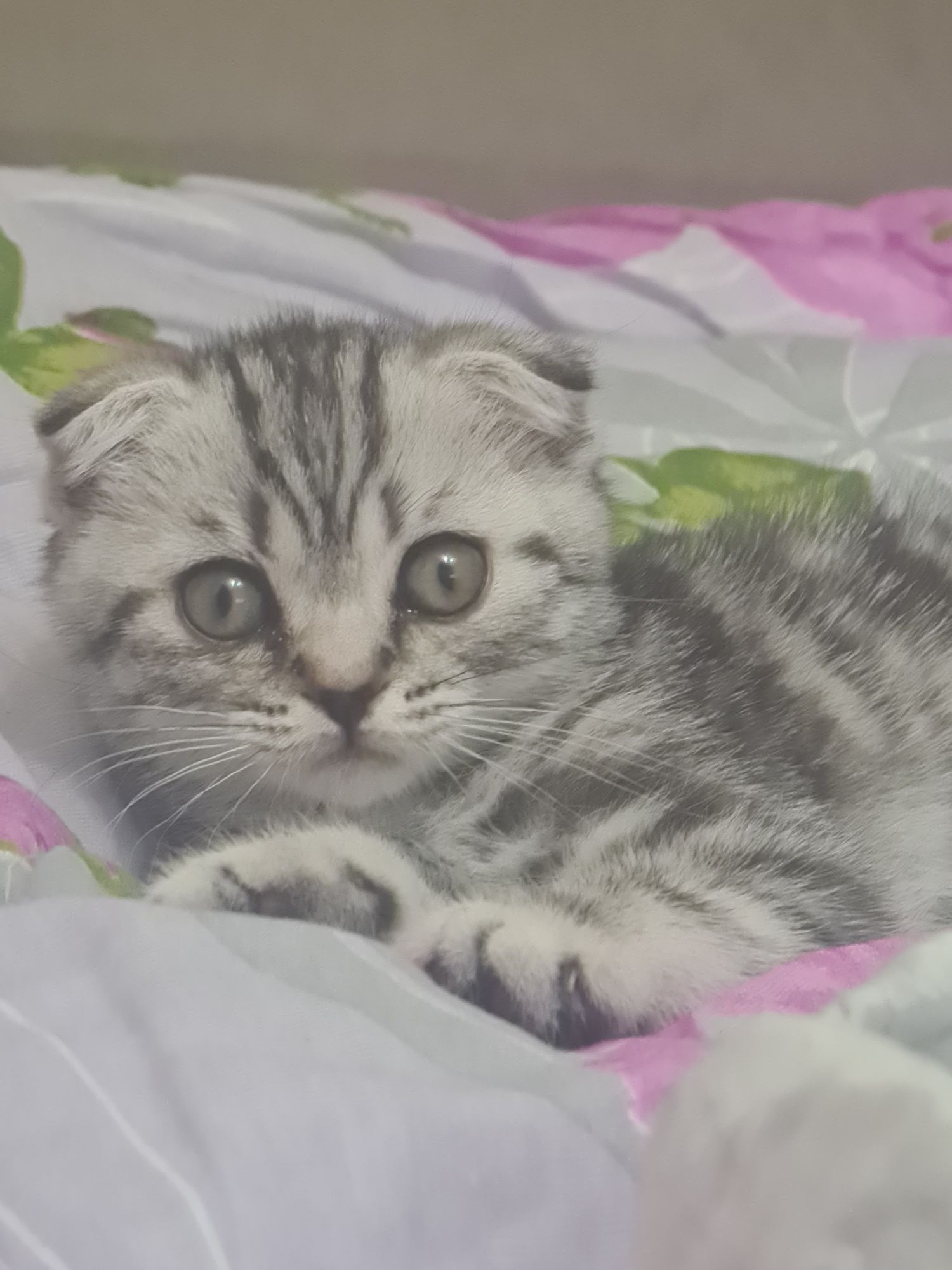 Котёнка Шотландца