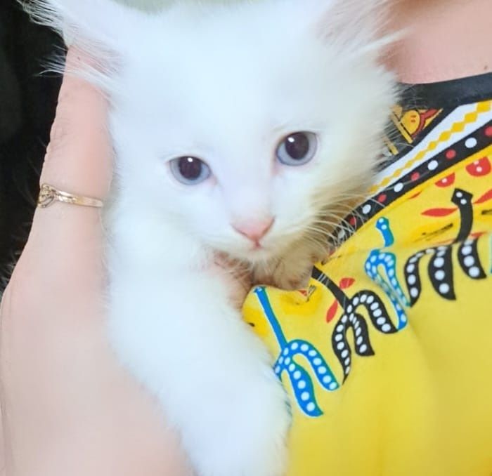Отдам котёнка в хорошие руки