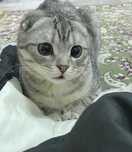 Кошки Шотландская вислоухая