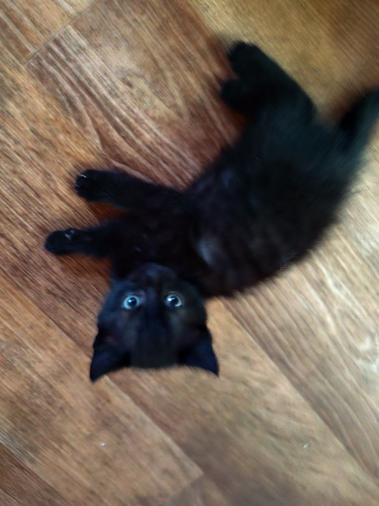 Отдам    котенка