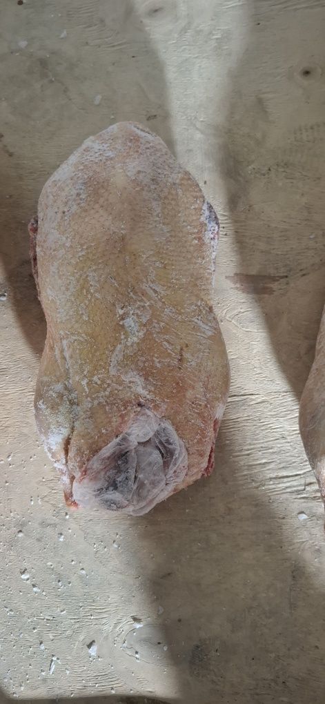 Продам домашний замороженные гусь утка