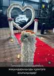 Поздравления Happy Birthday, Marry Me , Құттықтау Тараз қаласында