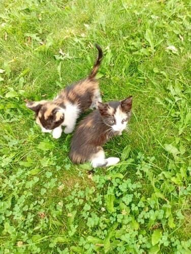 Ищем дом для котят