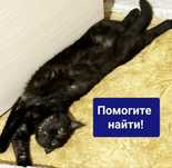 Потерялась кошка!