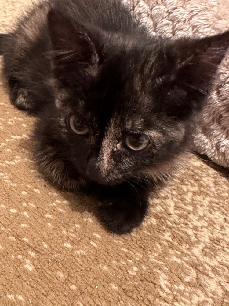 Котят бесплатно латокке уйренген