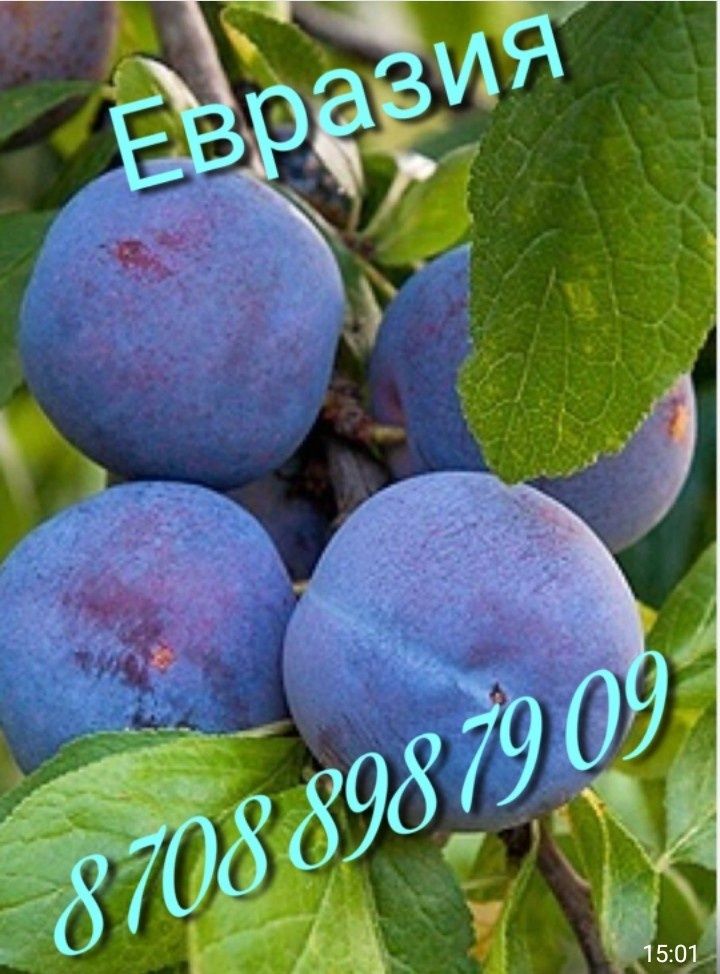 Саженцы - виноград, смородина, черная смородина, крыжовник, ежевика, в