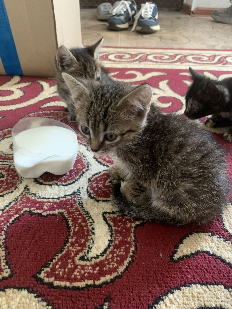 Нашел котят, отдам в хорошие руки 2 мальчика 2 девочки