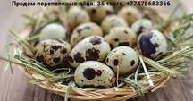 Продам фермерское яйцо перепела
