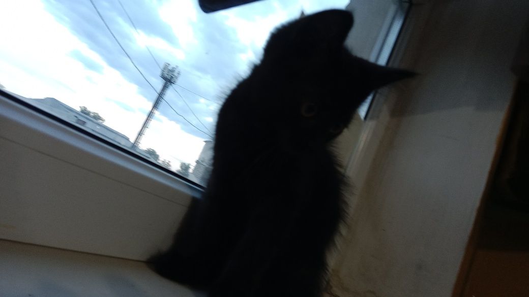 отдадим бесплатно котят