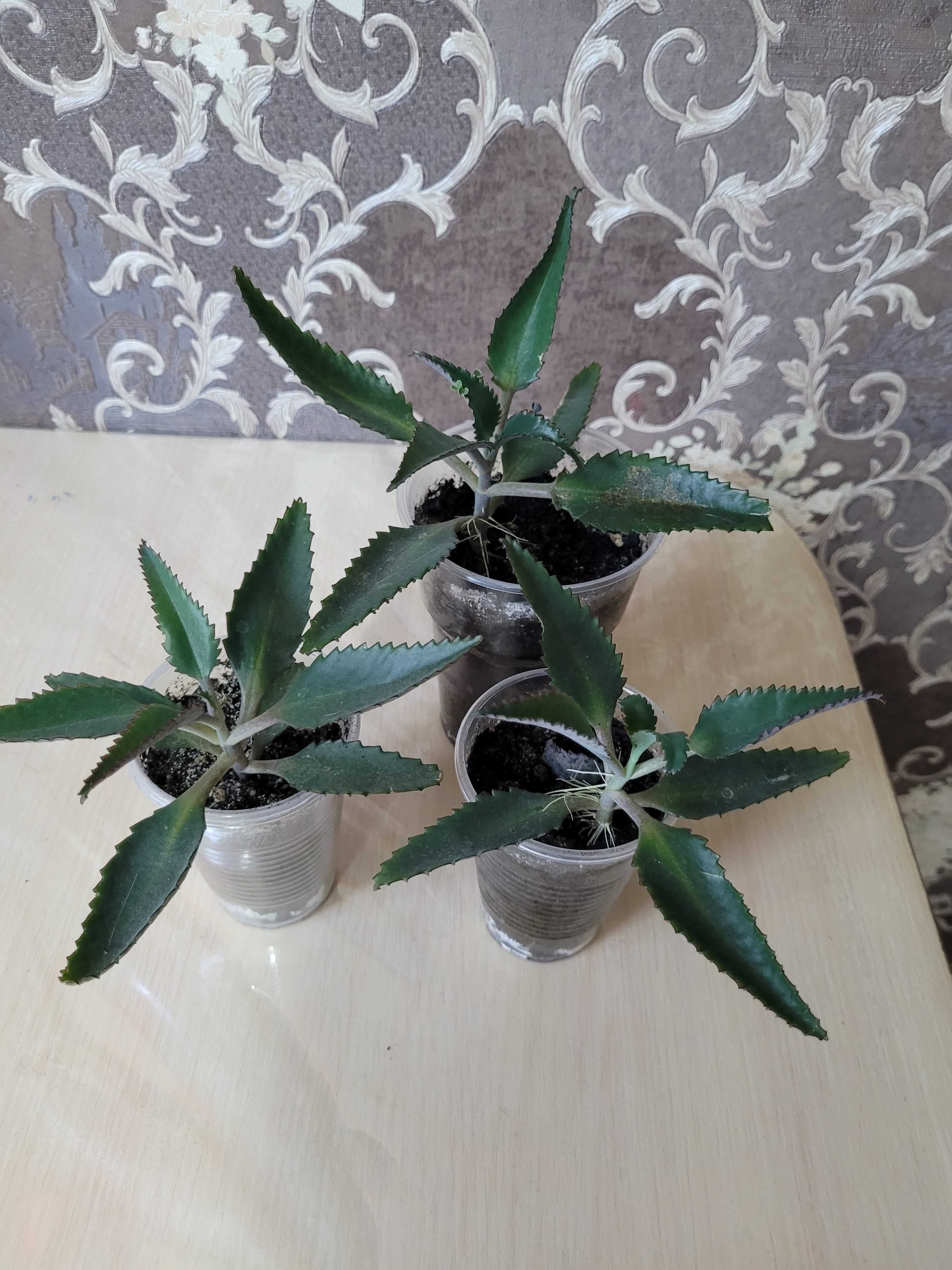 Продам каланхое,денежное дерево, молочай,колеус