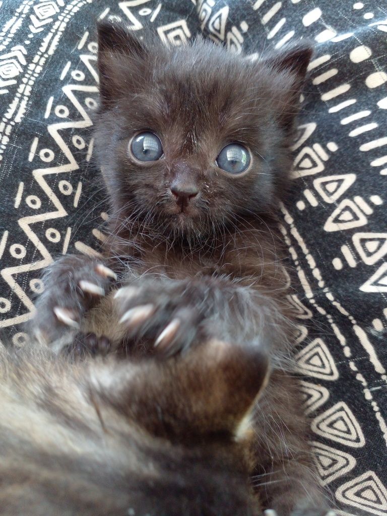 КОТЕНОК  в заботливые руки