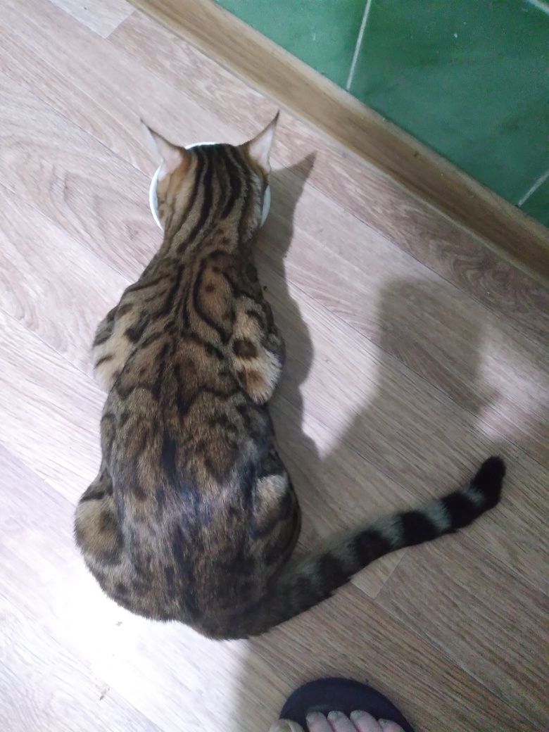 Бенгальские принцы